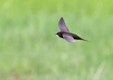 Common Swift