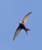 Common Swift