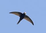 Common Swift