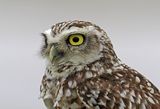 Burrowing Owl