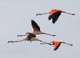 Chilean Flamingo