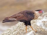 Crested Caracara