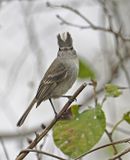 Gray-and-white Tyrannulet
