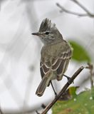 Gray-and-white Tyrannulet