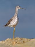 Greater Yellowlegs