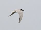 Gull-billed Tern