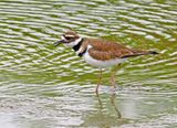 Killdeer