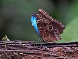 Morpho Kapari