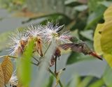 Rufous-tailed Hummingbird