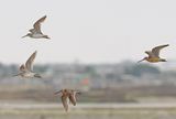Short-billed Dowitcher