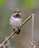 Short-tailed Woodstar