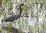 Tricolored Heron