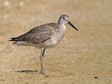 Willet