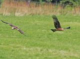 Black Kite