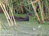 Common Moorhen