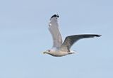 Herring Gull