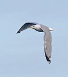 Herring Gull