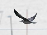 Lesser Black-backed Gull