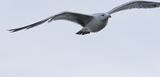 Caspian Gull