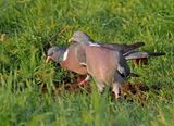Wood Pigeon