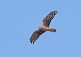 Hen Harrier