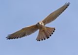 Kestrel