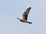 Montagues Harrier