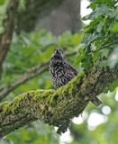 Spotted Nutcracker
