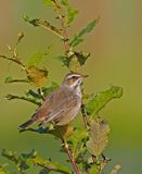 Bluethroat