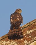 Eurasian Sparrowhawk
