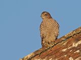 Eurasian Sparrowhawk