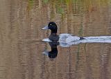 Greater Scaup