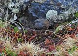 Puna Tapaculo