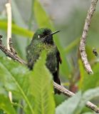 Tyrian Metaltail