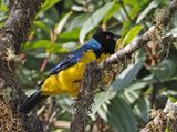 Hooded Mountain-Tanager