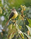 Dusky-capped Flycatcher