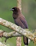 Purplish Jay