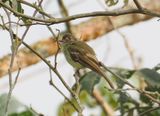 Sepia-capped Flycatcher