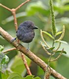 Upland Antshrike