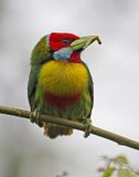 Versicolored Barbet