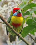 Versicolored Barbet