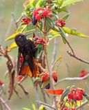 Black-hooded Sunbeam