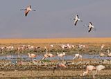 Chilean Flamingo