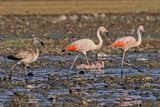 Chilean Flamingo