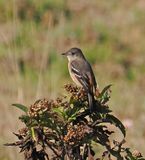 White-winged Black-Tyrant