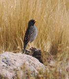 Band-tailed Sierra-Finch