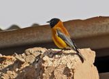 Black-hooded Sierra-Finch
