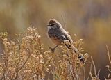 Plain-mantled Tit-Spinetail