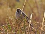 Plain-mantled Tit-Spinetail