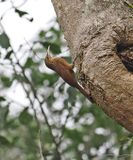 Black-banded Woodcreeper